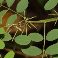 Indigofera tinctoria L.